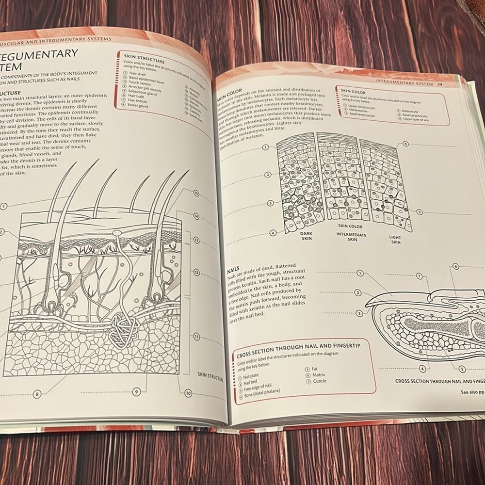 The Human Body Coloring Book/Study Guide - Picture 5 of 9